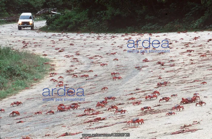 : Red Crabs - migration over road : Red Crabs - migration over road