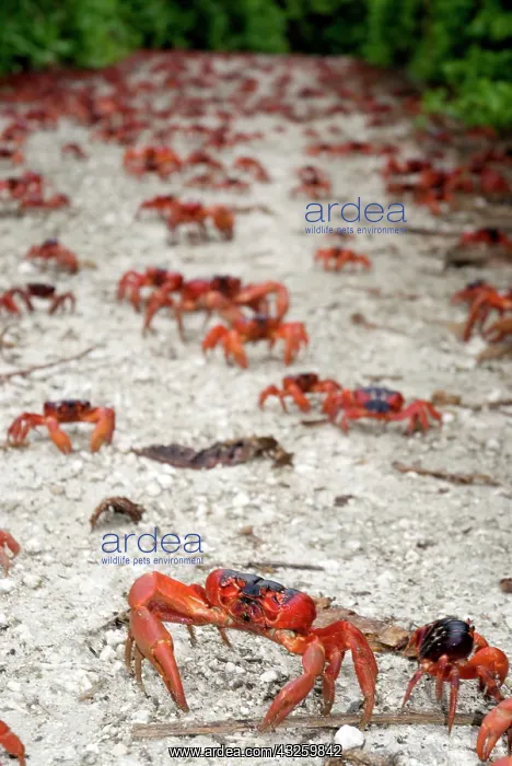 : Red Crabs on path : Red Crabs on path