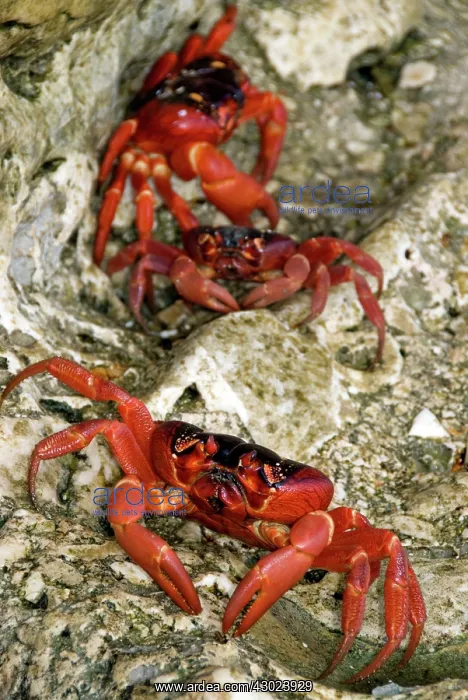 : Red Crabs on rocks : Red Crabs on rocks