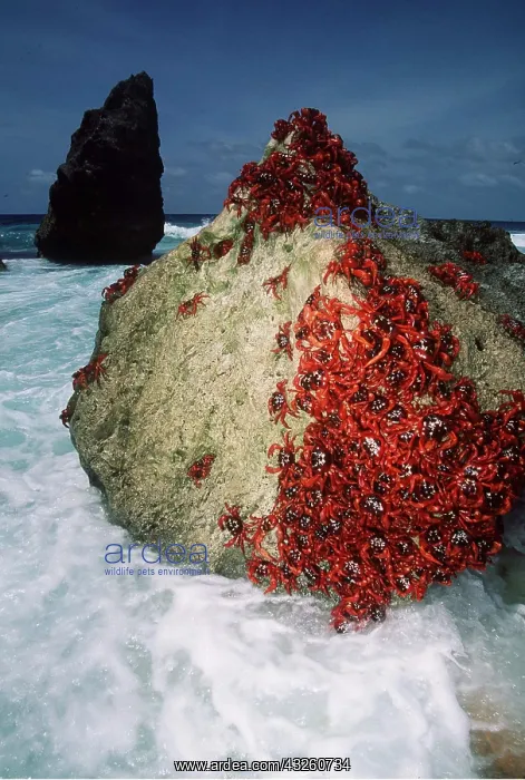 : RED CRABS ON ROCKS - Migration : RED CRABS ON ROCKS - Migration