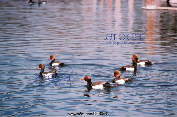 : RED-CREASTED POCHARD DUCKS - male : RED-CREASTED POCHARD DUCKS - male