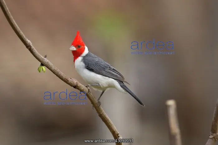 : Red-crested Cardinal : Red-crested Cardinal