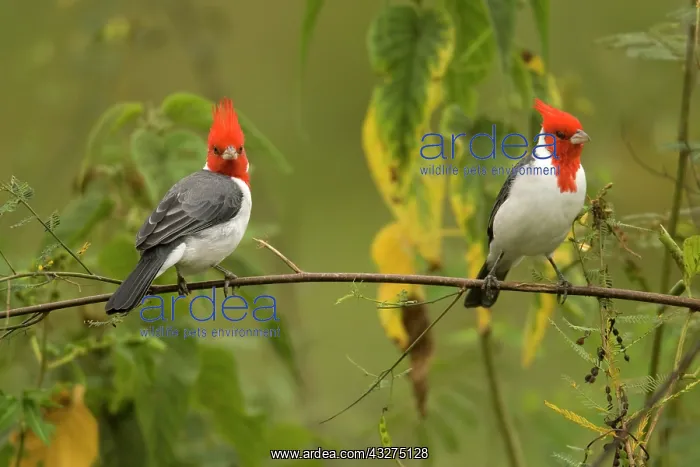 : Red-Crested Cardinal Pair, Paroaria coronata : Red-Crested Cardinal Pair, Paroaria coronata