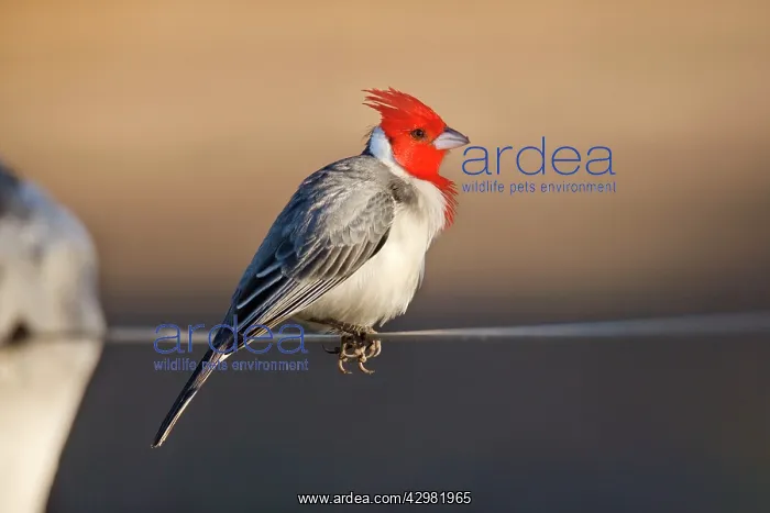 : Red-crested Cardinal - single adult sitting on a fence : Red-crested Cardinal - single adult sitting on a fence