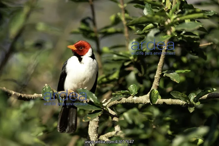  : Red-crested Cardinal on tree branch