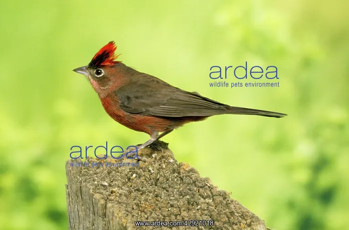 : RED-CRESTED FINCH : RED-CRESTED FINCH