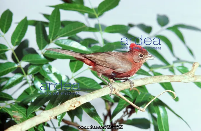  : Red-crested Finch