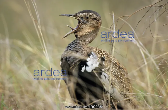 : Red-crested Korhaan / BUSTARD - Calling : Red-crested Korhaan / BUSTARD - Calling