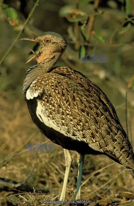 : Red-crested Korhaan - Displaying male calls for a female : Red-crested Korhaan - Displaying male calls for a female