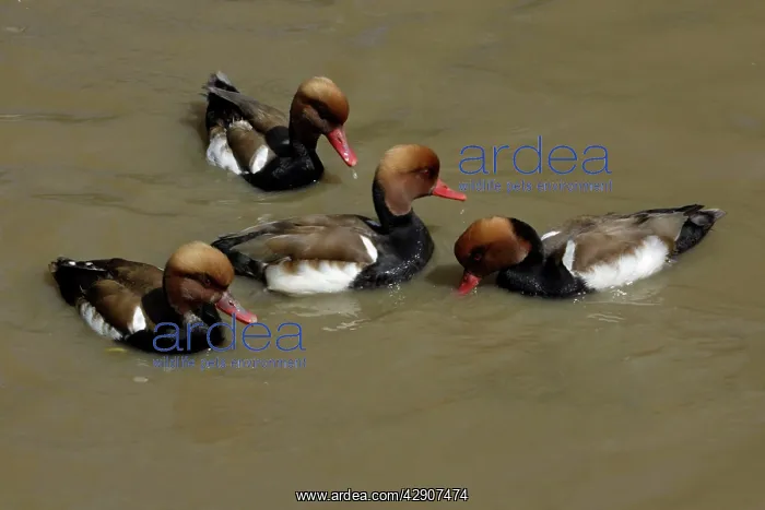 : Red-Crested Pochard - 4 drakes feeding on lake : Red-Crested Pochard - 4 drakes feeding on lake