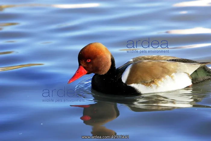 : Red-crested Pochard : Red-crested Pochard