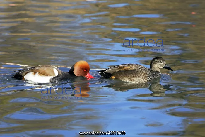 : Red-crested Pochard : Red-crested Pochard