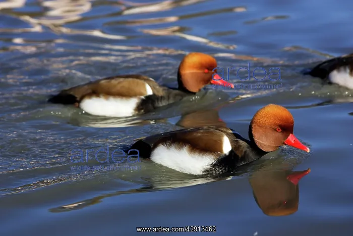 : Red-crested Pochard : Red-crested Pochard