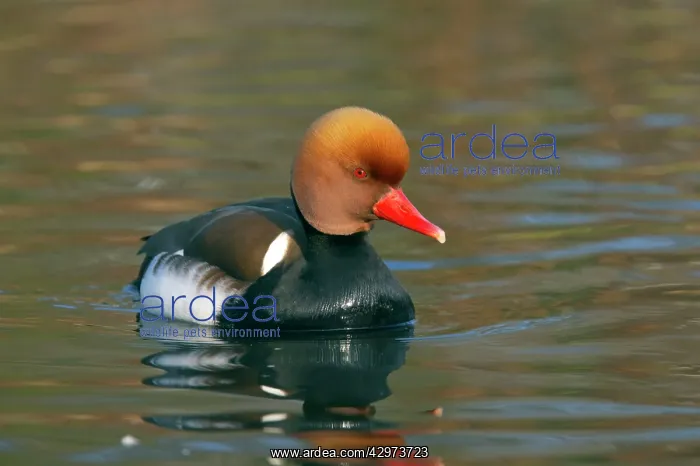 : Red-Crested Pochard : Red-Crested Pochard