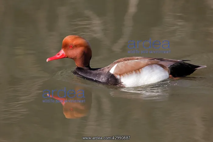 : Red-crested Pochard : Red-crested Pochard