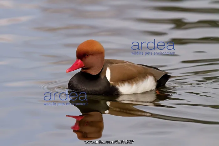  : Red crested Pochard