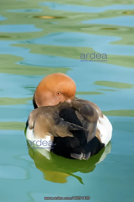 : Red-crested Pochard : Red-crested Pochard