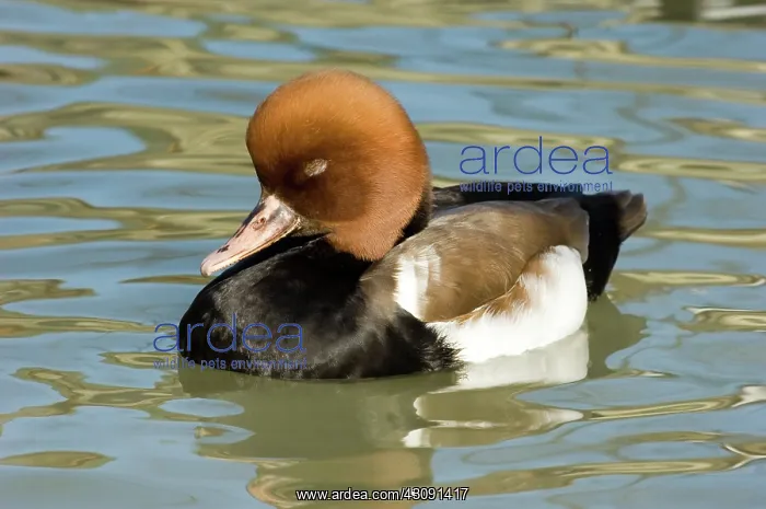 : Red-crested Pochard : Red-crested Pochard