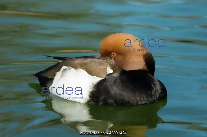 : Red-crested Pochard : Red-crested Pochard