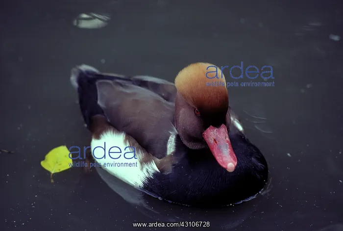 : Red-crested Pochard : Red-crested Pochard