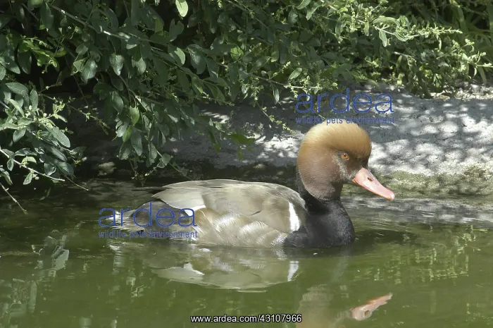 : Red-crested Pochard : Red-crested Pochard