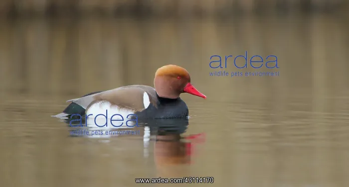 : Red-crested Pochard : Red-crested Pochard