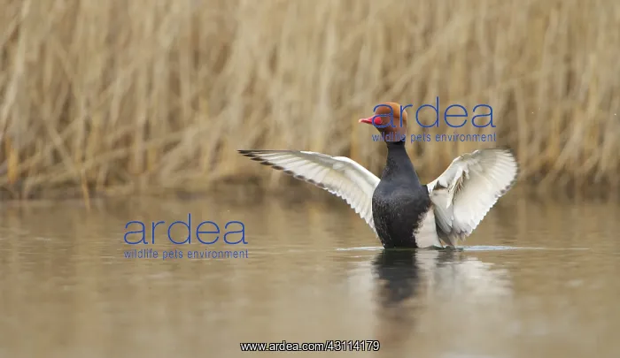 : Red-crested Pochard : Red-crested Pochard