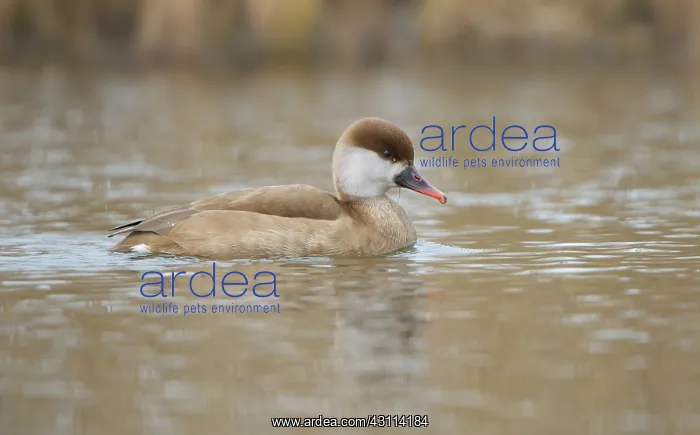 : Red-crested Pochard : Red-crested Pochard