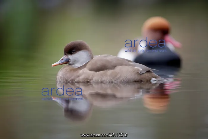 : Red-crested Pochard : Red-crested Pochard