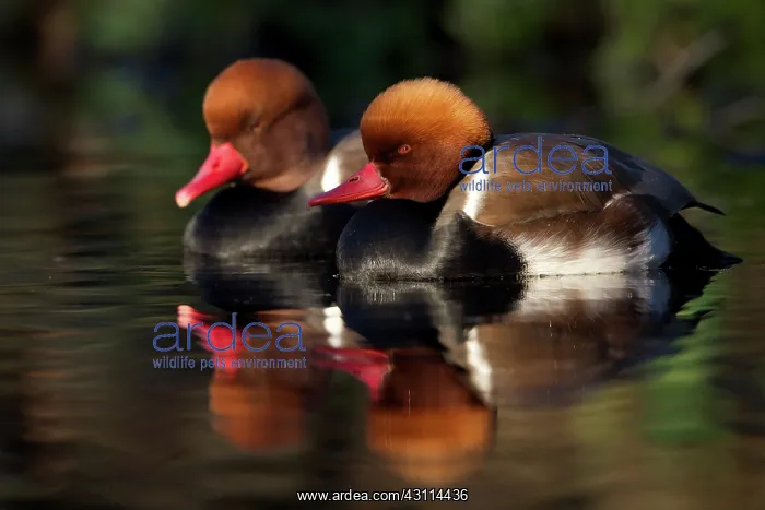 : Red-crested Pochard : Red-crested Pochard