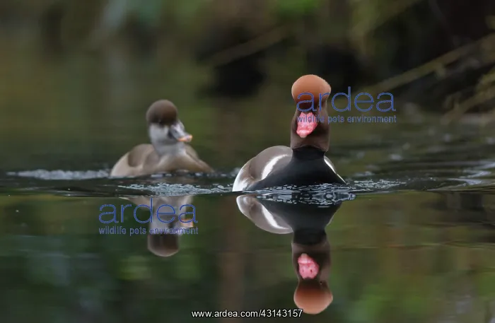 : Red-crested Pochard : Red-crested Pochard