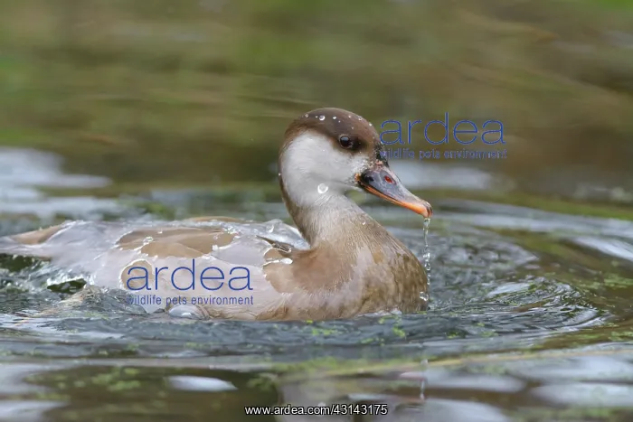 : Red-crested Pochard : Red-crested Pochard