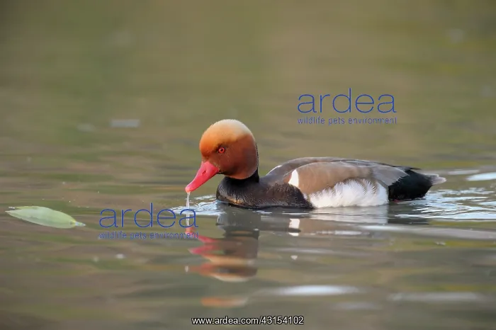 : Red-crested Pochard : Red-crested Pochard