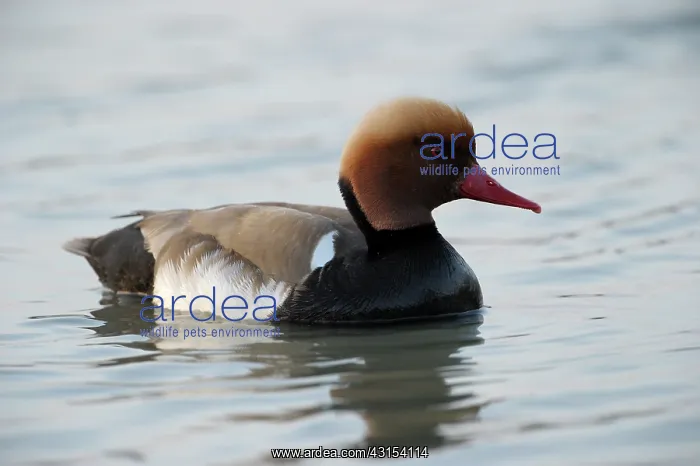 : Red-crested Pochard : Red-crested Pochard