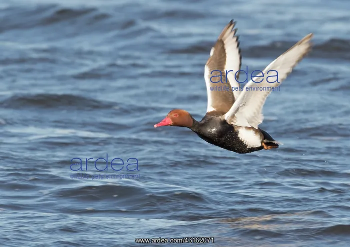 : Red-crested Pochard : Red-crested Pochard