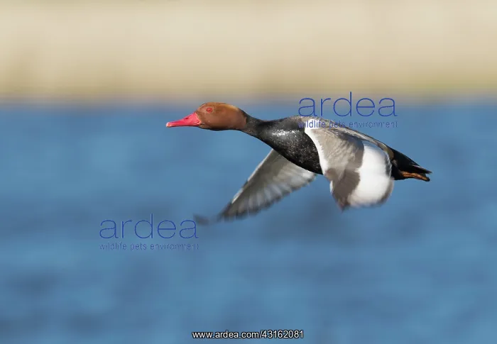 : Red-crested Pochard : Red-crested Pochard