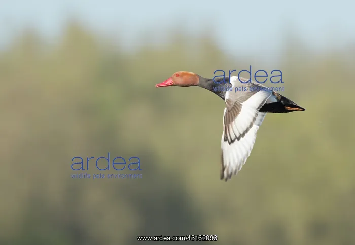 : Red-crested Pochard : Red-crested Pochard