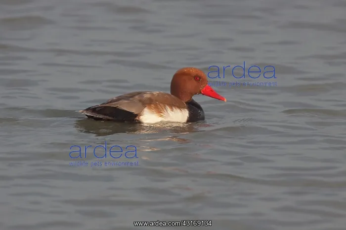 : Red-crested Pochard : Red-crested Pochard