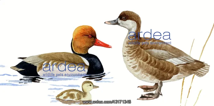 : Red-crested Pochard : Red-crested Pochard