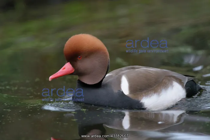 : Red-crested Pochard : Red-crested Pochard