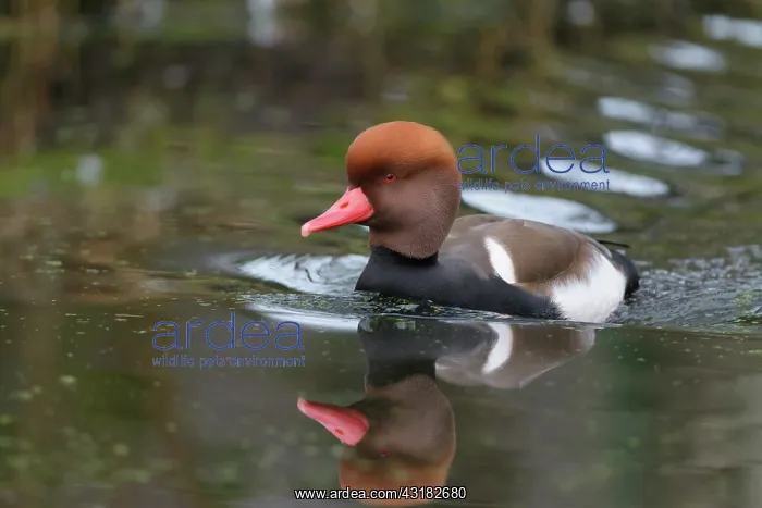 : Red-crested Pochard : Red-crested Pochard