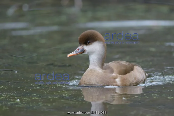 : Red-crested Pochard : Red-crested Pochard