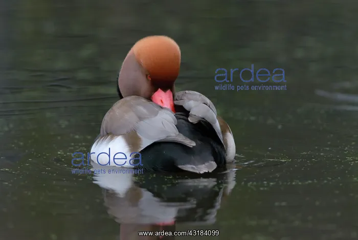 : Red-crested Pochard : Red-crested Pochard