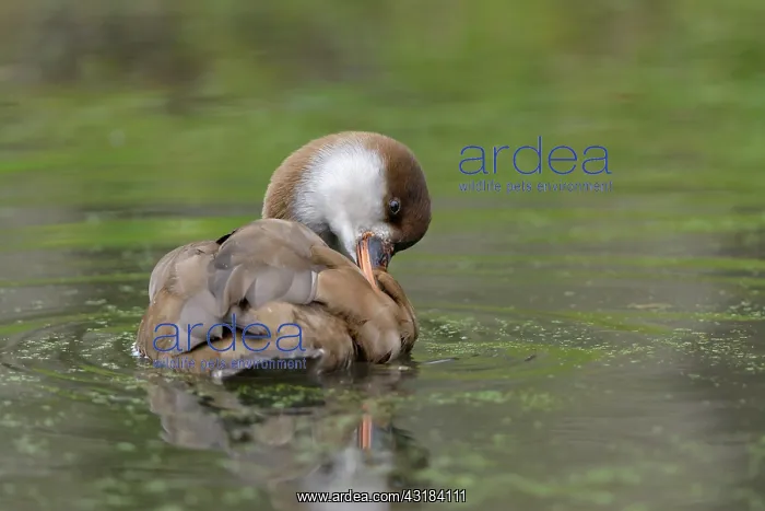 : Red-crested Pochard : Red-crested Pochard