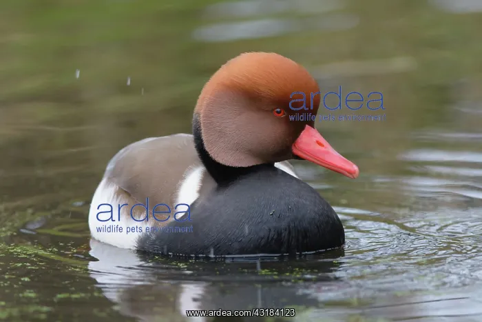 : Red-crested Pochard : Red-crested Pochard