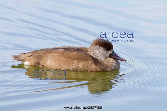: Red Crested Pochard adult female swimming (controlled : Red Crested Pochard adult female swimming (controlled