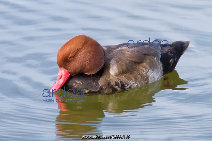 : Red Crested Pochard adult male swimming (controlled : Red Crested Pochard adult male swimming (controlled