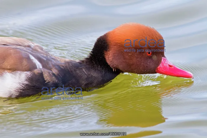 : Red Crested Pochard adult male swimming (controlled : Red Crested Pochard adult male swimming (controlled