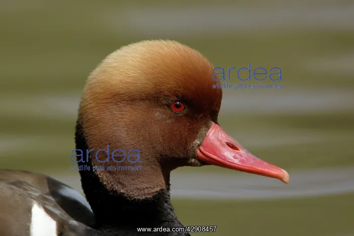 : Red-Crested Pochard - close - up study of drake's head : Red-Crested Pochard - close - up study of drake's head