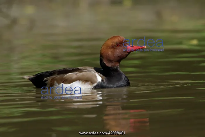 : Red-Crested Pochard - drake swimming on lake : Red-Crested Pochard - drake swimming on lake